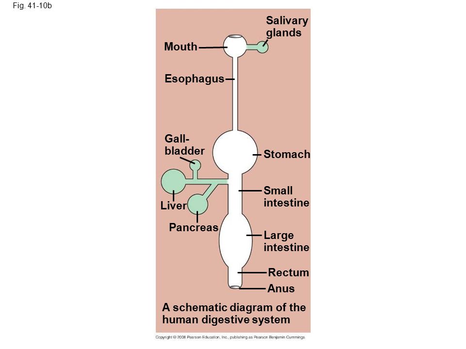 The esophagus in the digestive system